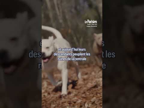 Vidéo: Étude: Le régime alimentaire d'un chien est important pour son instinct