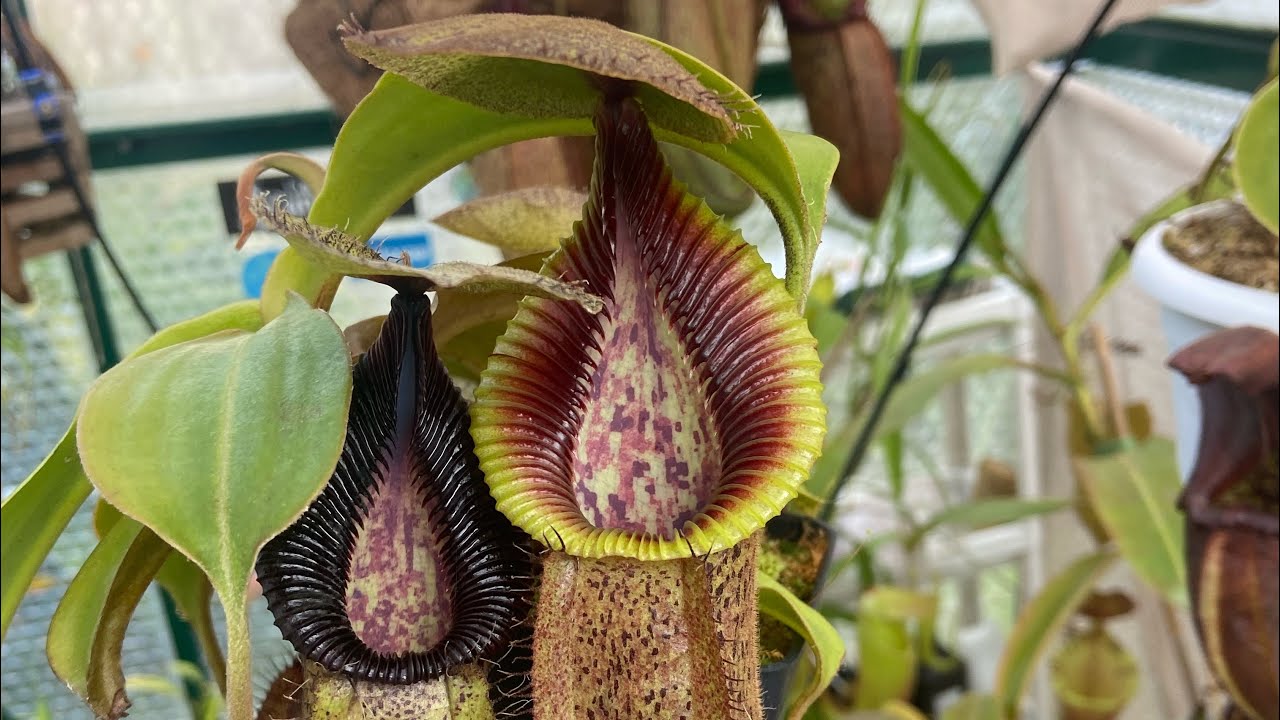 GROWING SPHAGNUM MOSS WITH NEPENTHES CARNIVOROUS PLANT TOP