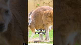 WHY CAN&#39;T A KANGAROO DO THIS