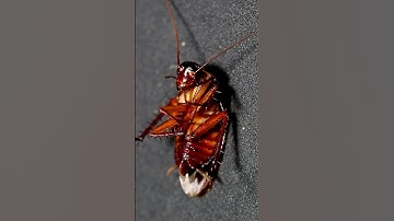 Hissing American Cockroach - 4K Close Up | Hissing Cockroach sound effect | Sound of Cockroach