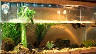 Planted Turtle Tank "Red Ear Slider" (RES) with home made "Co2 reactor" Check it out!