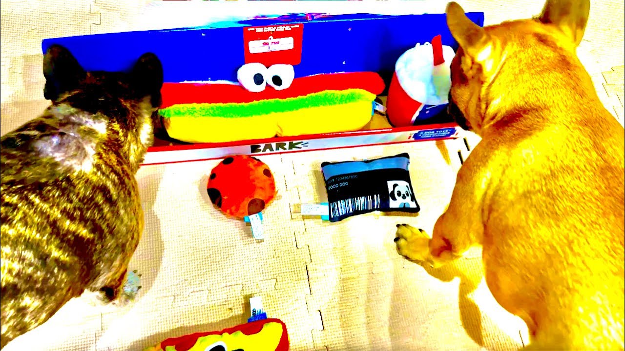 French Bulldogs Play with Great New Item from Costco -- Would your dogs love it too???