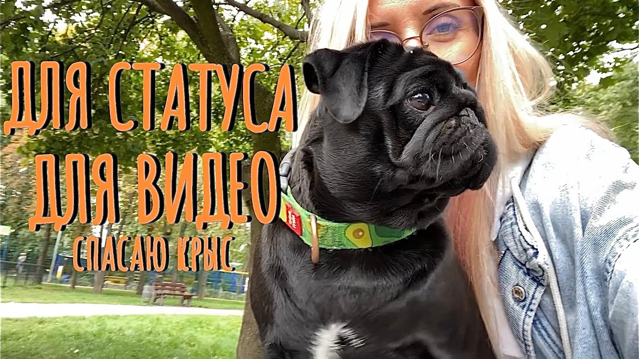 ВЛОГ: Для СТАТУСА, для ВИДЕО. Спасаю крыс. Опасный Тик Ток