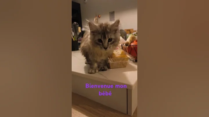 Video 7573951: mains coon cat mainecoon, maine coon cat cutecat, maine coon cats love, chaton maine coon