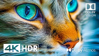 Special Hdr 4K 60Fps Dolby Vision - Dolby Atmos
