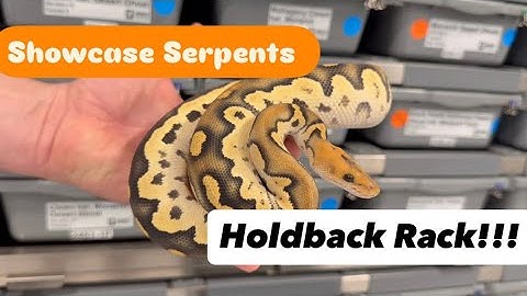The Amazing Holdback Rack at Showcase Serpents & More!