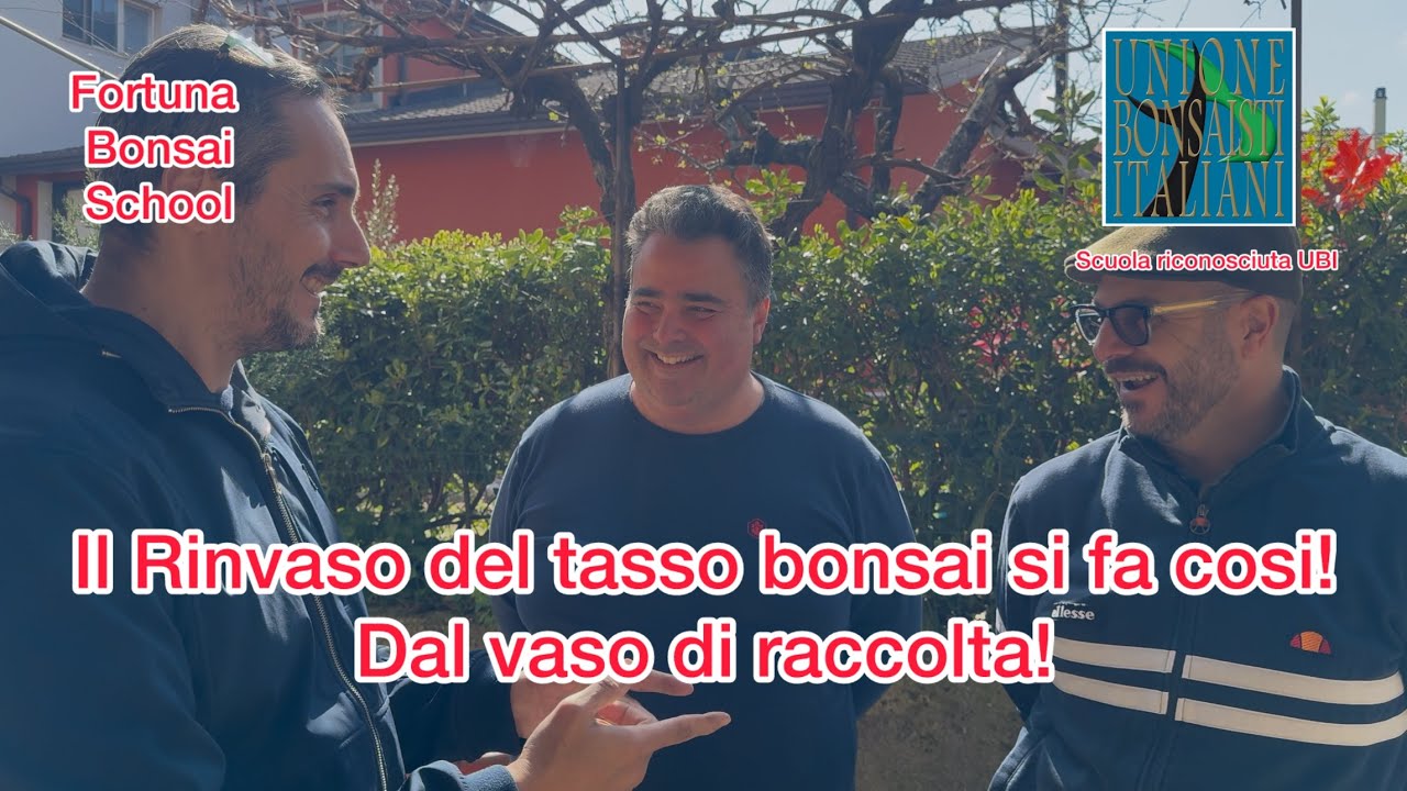 Il rinvaso del tasso bonsai si fa così, dal vaso di raccolta al vaso prebonsai