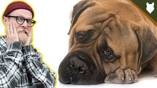 NEVER LET YOUR BULLMASTIFF EAT THIS!!!! Net Worth