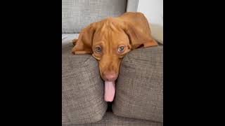 Dog Sleeping Face Between Couch Cushions While Licking The Air