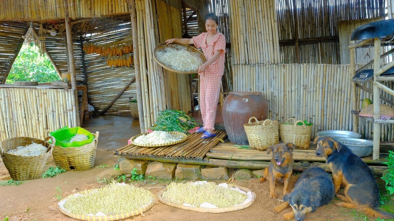 Grow Bean Sprouts From Mung Beans, Harvest Them To Sell At The Market, Cook With Bean Sprouts