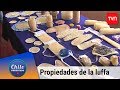 Las propiedades de la luffa | Chile conectado