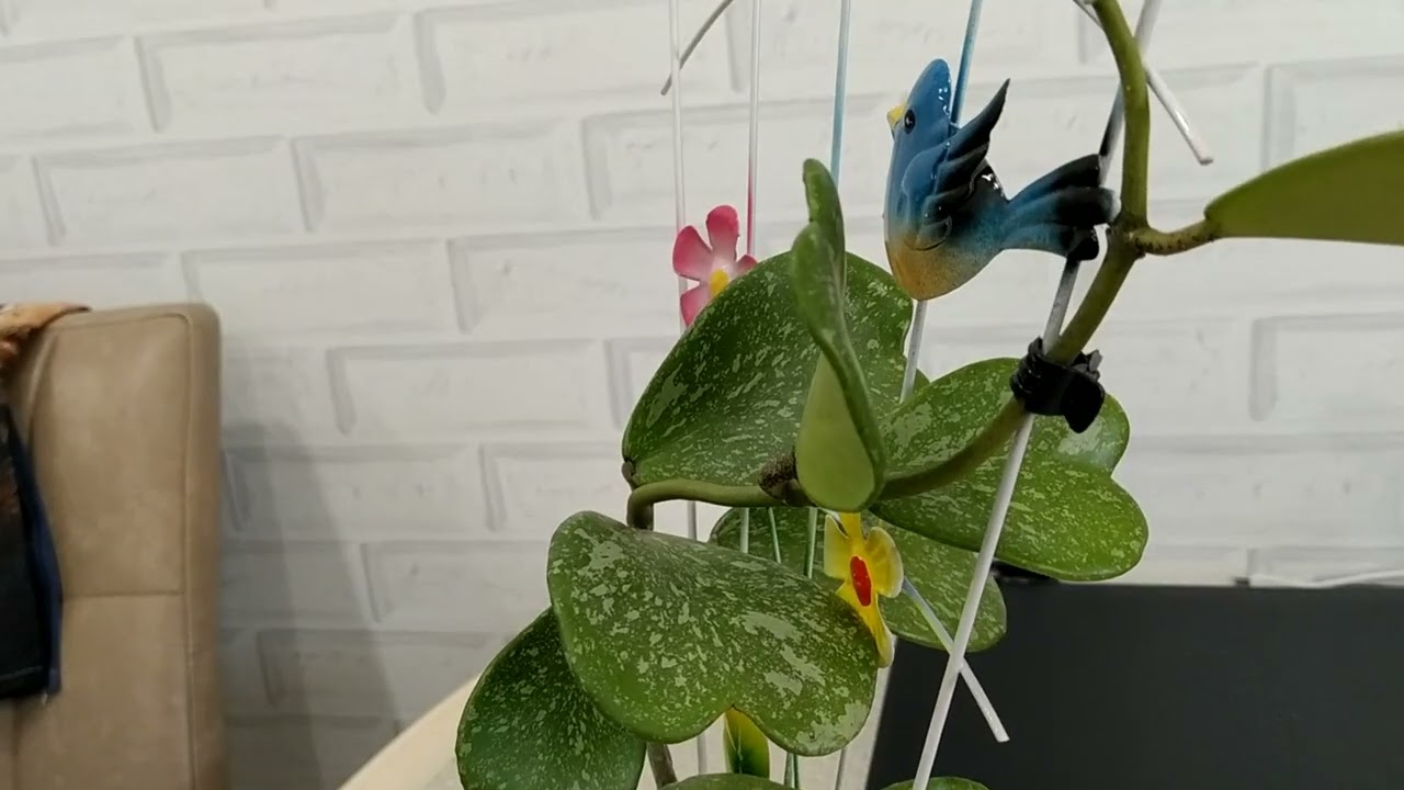 цветение хойи Керри и Ротундифолия