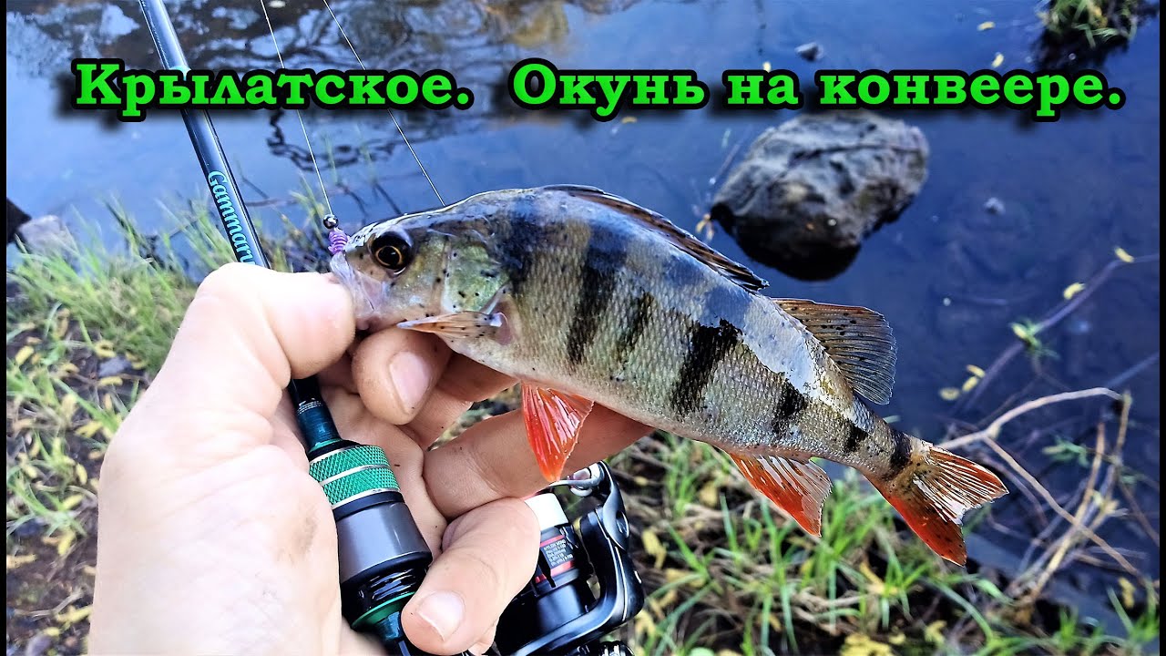 Викинг тойота крылатское