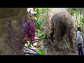 People who helped the elephant with an injured leg sl wild tv