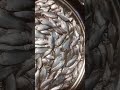 Different Fish Puti Fish Display #shorts