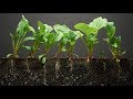 Spinach Time-Lapse - 40 days | Soil cross section