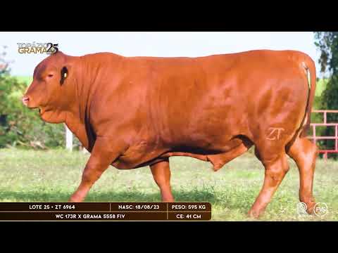 LOTE 25 - ZT 6964