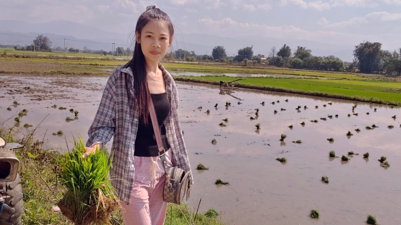 ปลูกข้าววันนี้ค่ะค่าแรงถูกมากนาปังค่ะ