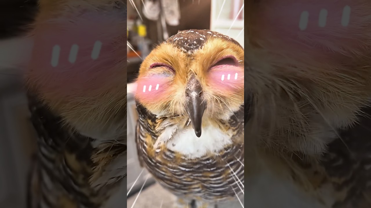 Gambar Spesial bersama Bibib!🎨🦉 #owl #cute #funny #animals #pets #cat