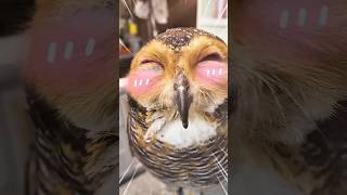 Gambar Spesial bersama Bibib!🎨🦉 #owl #cute #funny #animals #pets #cat