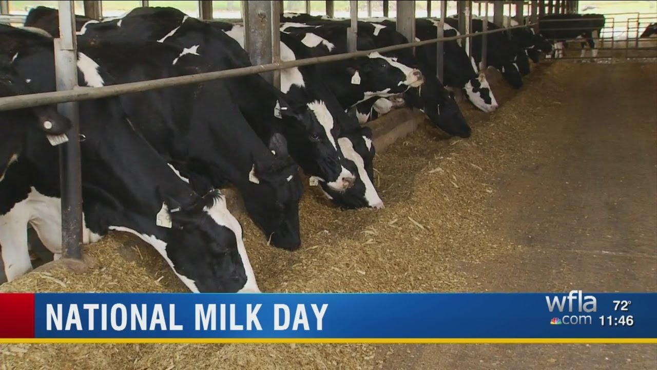 National Milk Day