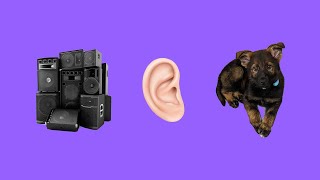 Let's Talk Acoustics (and Puppies)