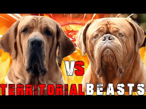 French Mastiff vs Fila Brasileiro, Guard Dog, Billa Boyka