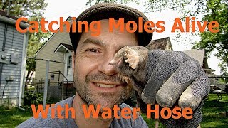 How To Catch Moles With A WATER HOSE!