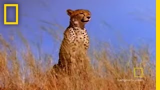 Cheetah Vs. Gemsbok Fast And Furious