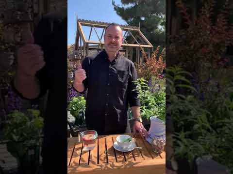 How to Make Lemon Verbena Tisane with Jonathan Dye