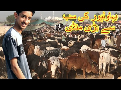 Bahawalpur Ki Sabse Badi Mandi Cow Out Of Control Gang Of 5 