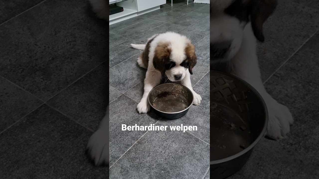 Bernhardiner Welpen