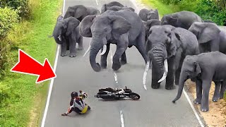 Camera Vô Tình Quay Lại 20 Cảnh May Mắn Khó Tin Khi Con Người Đối Đầu Động Vật #32