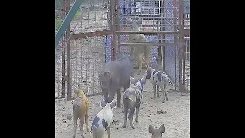 Wild Pig Quick Trap and Load Week 2