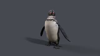 Low Poly Galapagos Penguin
