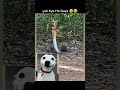 #saposh bhai #dogesh bhai #viral shorts #trending shorts #funny memes