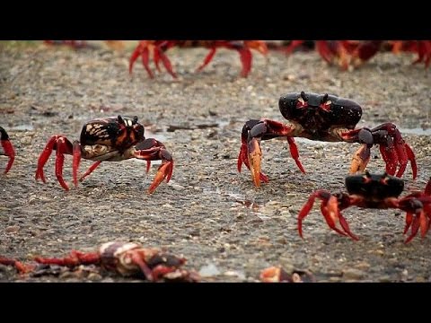 Crawling Crab