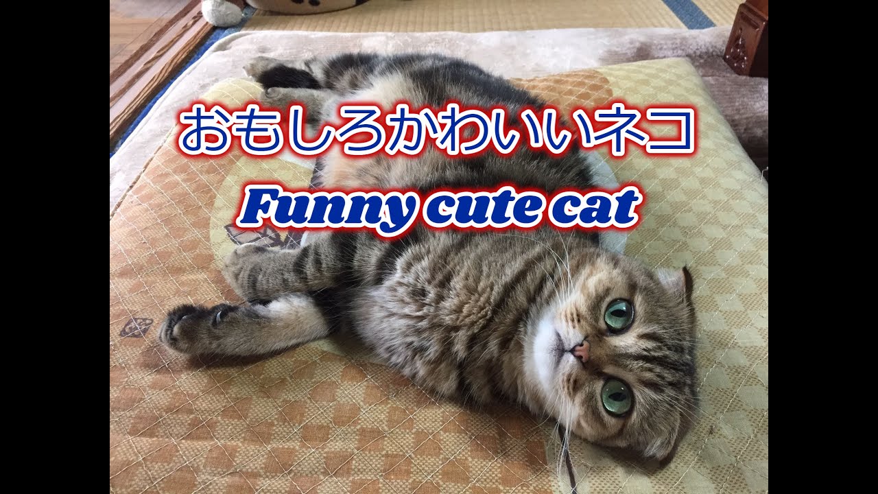 おもしろかわいいネコ Funny Cute Cat Youtube