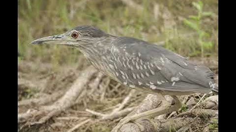 Vạc đơn gọi tầm xa. Lh zlo. 0705294624