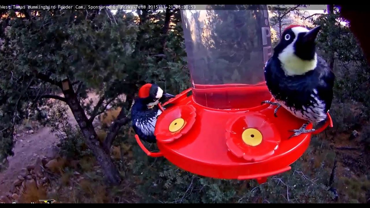 11 21 2015 Three Acorn Woodpeckers On Hummingbird Feeder Youtube