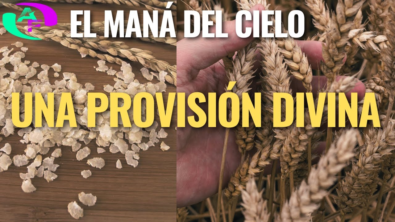 EL MANÁ DEL CIELO UNA PROVISIÓN DIVINA - YouTube
