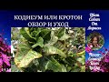 КОДИЕУМ ИЛИ КРОТОН ОБЗОР И УХОД В ДОМАШНИХ УСЛОВИЯХ 4К