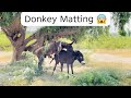 Donkey Mating In Cold Weather Donkey Crossing