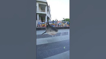 Shark Vfx In Blender #vfxshorts  #aftereffects #3danimation