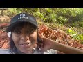 FARMING IN THE HEIGHTS OF SALISBURY, DOMINICA | I went to garden with my parents | HARVEST DAY!!