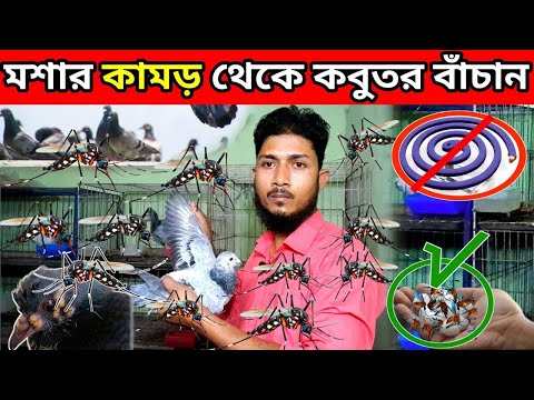 মশার কামড় থেকে কবুতর বাঁচানোর উপায়