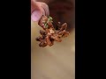How to Make Baby Octopus