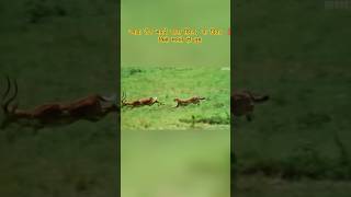 "चीता vs हिरण ! leopard vs deer short #youtubeshorts #facts #shorts #shortsfeed