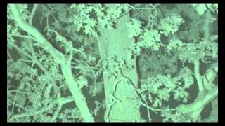 Radio tracking bats