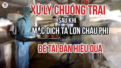 Giải pháp xử lý chuồng trại sau khi mắc dịch tả lợn châu phi để tái đàn hiệu quả